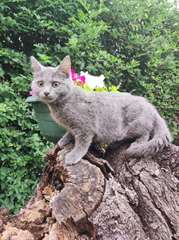 chaton Chartreux âgé de 3 mois
