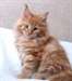 Chatons maine coon male et femelle - photo 1