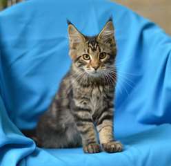Chaton maine coon mâle