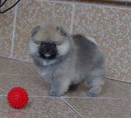 Adorable femelle spitz nain