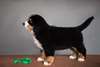 Chiot Bouvier Bernois mâle à donner - photo 2