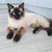 Magnifiques chatons Ragdoll A DONNER - Annonce classée # 532433