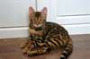 Magnifique chatons bengal male et femelle - Annonce classée # 532443