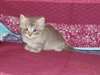 chaton Sib&#233;rien &#226;g&#233; de 3 mois - photo 1