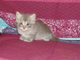 chaton Sib&#233;rien &#226;g&#233; de 3 mois
