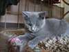 chaton Chartreux âgé de 3 mois - Annonce classée # 532457