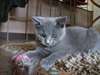 chaton Chartreux &#226;g&#233; de 3 mois - photo 1