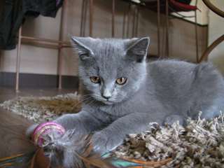 chaton Chartreux âgé de 3 mois