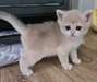 magnifiques chaton British Shorthair - Annonce classée # 532459