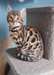 chaton Bengal âgés de 3 mois - Annonce classée # 532460