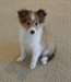 Chiots Shetland Sheepdog - photo 1