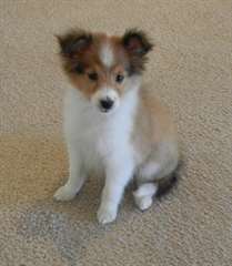 Chiots Shetland Sheepdog