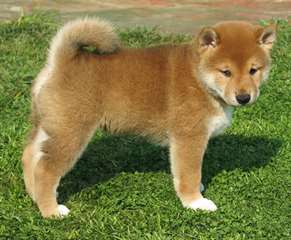 Adorable femelle shiba inu