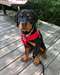 Adorable femelle rottweiler A DONNER - photo 1