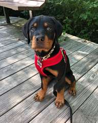 Adorable femelle rottweiler A DONNER