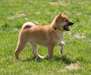 Adorables chiots shiba inu - Annonce classée # 532584