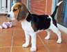 Chiots beagle male et femelle &#224; donner - photo 1