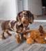 Adorable chiot Teckel femelle - photo 1