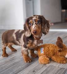 Adorable chiot Teckel femelle