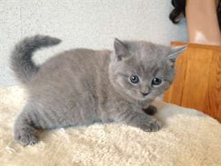magnifique chaton Chartreux âgé de 3 mois