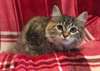 chaton Sibérien âgé de 3 mois - Annonce classée # 532706