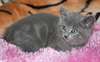 chaton Chartreux âgé de 3 mois - photo 1
