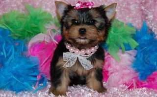 Chiots Yorkshire Terrier