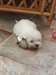 Chiots West Highland White Terrier - Annonce classée # 532738