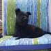 Chiots Scottish Terrier - Annonce classée # 532752