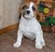 Chiots Jack Russell Terrier - Annonce classée # 532780