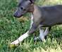 Chiots Italian Grey Hound - Annonce classée # 532781
