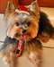 Chiots Yorkshire Terrier - photo 1