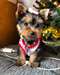 Chiots Yorkshire Terrier - Annonce classée # 532897