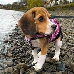 Adorable femelle beagle
