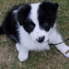Chiots Border Collies