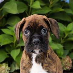 Chiots Boxer
