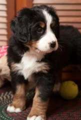 Chiots Bouvier Bernois