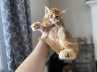 Chatons Maine coone à vendre