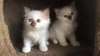 Deux Chatons Birman mâle et femelle - Annonce classée # 533492