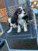 Chiots Cavalier king charles mâles et femelles - Annonce classée # 533509