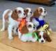Intelligent Cavalier King Charles Spaniel Chiots - Annonce classée # 533698