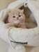 Chatons persans à vendre - Annonce classée # 533743