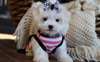 Chiots Maltese - photo 1