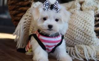Chiots Maltese