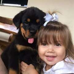 Chiots Rottweiler