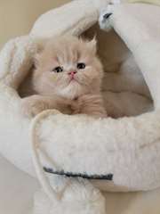 Chatons persans à vendre