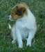 Chiots Shetland Sheepdog - Annonce classée # 533962