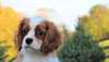 Chiots Cavalier King Charles - Annonce classée # 533968