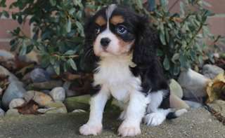 Chiots Cavalier King Charles