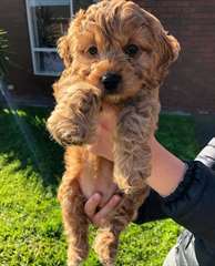 Chiots Cockapoo